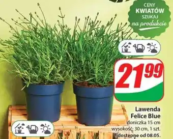 Dino Lawenda Felice blue oferta