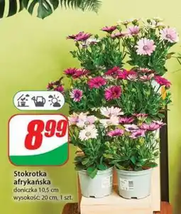 Dino Stokrotka afrykańska oferta