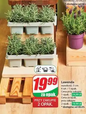 Dino Lawenda oferta