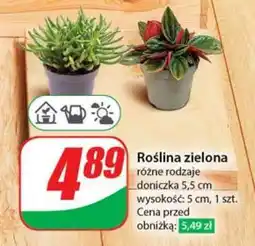 Dino Roślina zielona oferta
