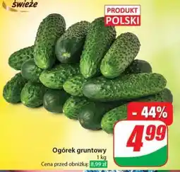 Dino Ogórek gruntowy oferta