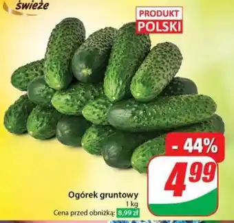 Dino Ogórek gruntowy oferta
