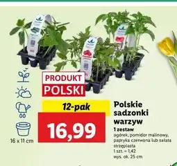 Lidl Ogórek oferta