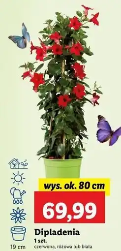 Lidl Dipladenia don. 19 czerwona oferta