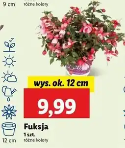 Lidl Fuksja 12 cm oferta