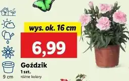 Lidl Goździk don. 9 cm oferta
