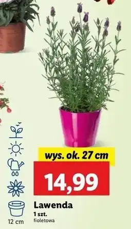 Lidl Lawenda oferta