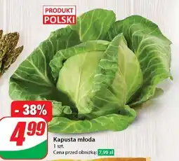 Dino Kapusta młoda polska oferta