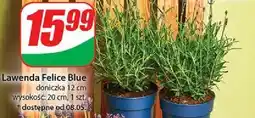 Dino Lawenda felice blue 12 cm oferta