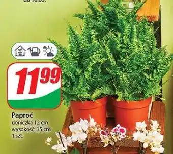 Dino Paproć 30 cm doniczka 12 oferta