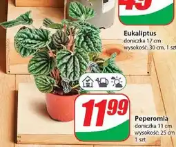 Dino Peperomia 11 cm oferta