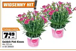 OBI Goździk Pink oferta
