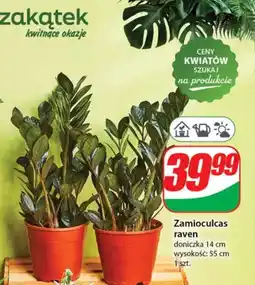 Dino Zamiokulkas Raven oferta