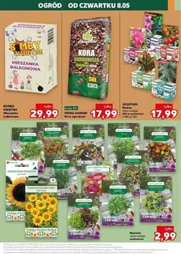 Kaufland Bomby kwietne W. Legutko oferta