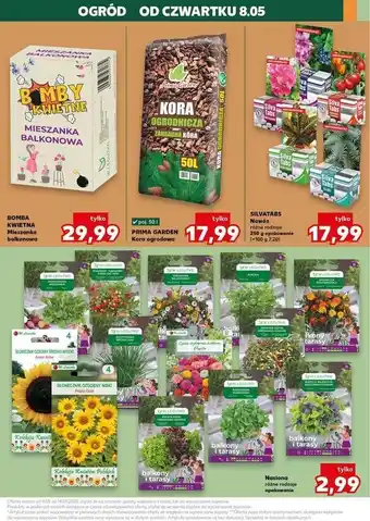 Kaufland Bomby kwietne W. Legutko oferta