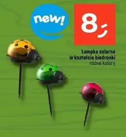 Dealz Lampka solarna - biedronka oferta