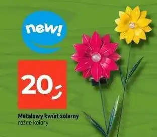 Dealz Kwiat solarny oferta