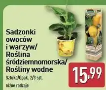 ALDI Roślina śródziemnomorska 25-38 cm Gardenline oferta