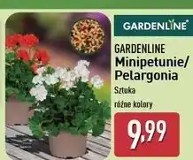 ALDI Pelargonia Gardenline oferta