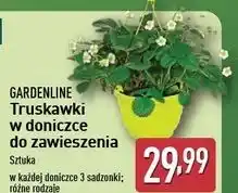 ALDI Truskawki w doniczce Gardenline oferta