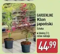 ALDI Klon japoński 3 l Gardenline oferta
