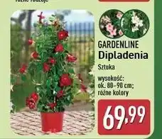 ALDI Dipladenia 80-90 cm Gardenline oferta