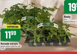 Polomarket Rozsada oferta