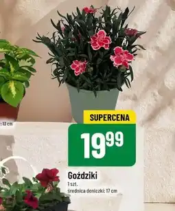Polomarket Goździki oferta