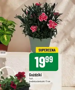 Polomarket Goździki oferta