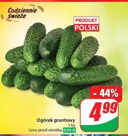 Dino Ogórki gruntowe oferta