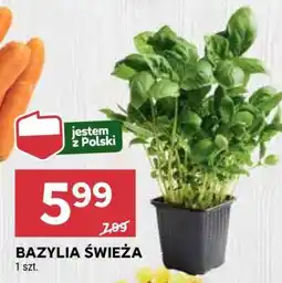 Stokrotka Market Bazylia świeża oferta