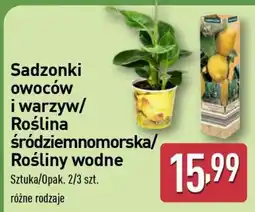 ALDI Sadzonki owoców i warzyw/Roślina śródziemnomorska/Rośliny wodne oferta