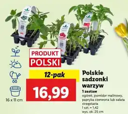 Lidl Polskie sadzonki warzyw oferta