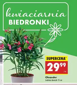 Biedronka Oleander oferta