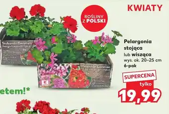 Kaufland Pelargonia Ok oferta