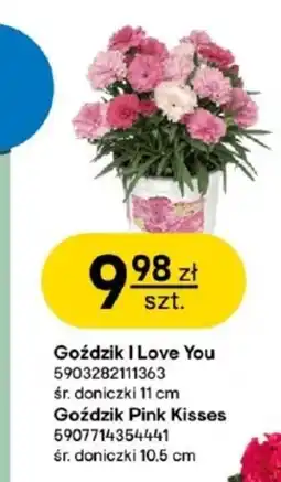 Castorama Goździk Pink oferta