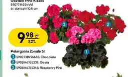 Castorama Pelargonia Pink oferta