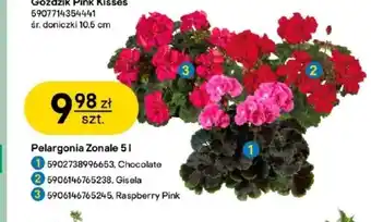 Castorama Pelargonia Pink oferta