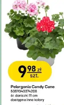 Castorama Pelargonia Candy Cane oferta