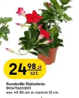 Castorama Dipladenia oferta