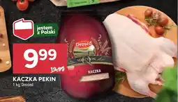 Stokrotka Kaczka Drosed oferta