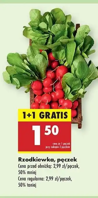 Biedronka Rzodkiewka oferta