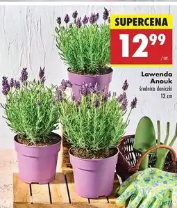 Biedronka Lawenda anouk 12 cm oferta