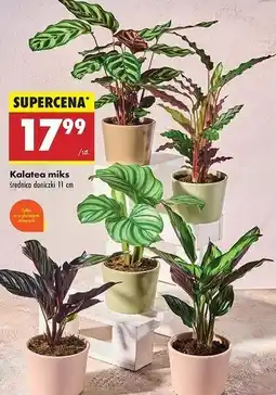 Biedronka Kalatea oferta