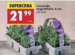 Biedronka Lawenda angustifolia oferta
