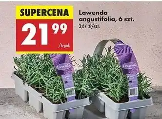 Biedronka Lawenda angustifolia oferta