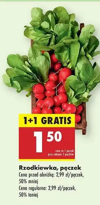 Biedronka Rzodkiewka pęczek oferta