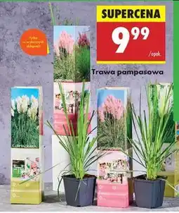 Biedronka Trawa pampasowa oferta