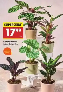 Biedronka Kalatea miks oferta
