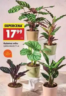 Biedronka Kalatea miks oferta